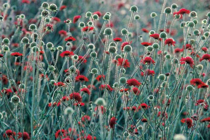 Bildheizung-Motiv Blumenwiese für Standard Infrarotheizungen