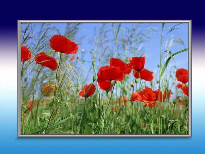 Bildheizung-Motiv Roter Mohn für Standard Infrarotheizungen